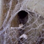 spider web in open plate